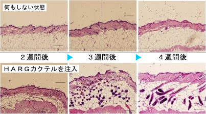 動物実験における皮膚の断面での比較